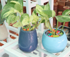 how to plant money plant indoor