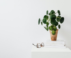 money plant direction