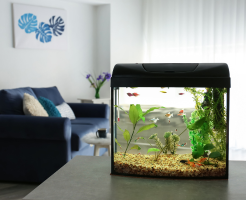 where to place an aquarium