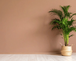 South Wall Color as per Vastu 